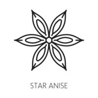 Star Anis trocken Obst Würze, würzig Würze vektor