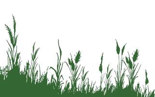 Bild von ein einfarbig Schilf, Gras oder Rohrkolben auf ein Weiß hintergrund.isoliert Vektor Zeichnung.schwarz Gras Grafik Silhouette.