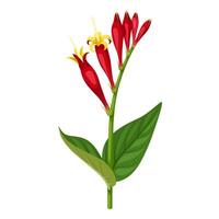 vektor illustration, spigelia marilandica , indisk rosa eller skog pinkrot, isolerat på vit bakgrund.