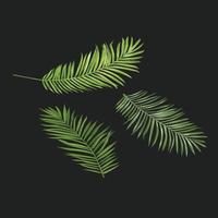 Palme grüne Blätter auf schwarzem Hintergrund isoliert vektor