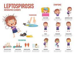 Leptospirose-Symptome und Prävention Infografik-Vektor-Illustration vektor