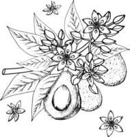 vektor skiss av blommande avokado kvistar med avokado frukter.svart och vit hand teckning
