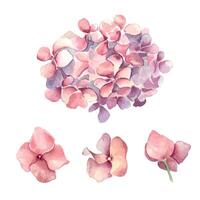 Aquarell Illustration einstellen von Rosa Hortensie isoliert auf Weiß Hintergrund. gemalt Blumen- einstellen von Blumen im sanft Farben. Hochzeit Elemente mit Licht Blumen. Design Ostern Karte, Mütter Tag vektor