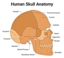 Mensch Schädel Anatomie Wissenschaft Design Vektor Illustration