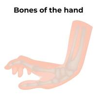 Knochen von das Hand Wissenschaft Design Vektor Illustration Diagramm