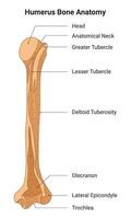 humerus ben anatomi vetenskap design vektor illustration