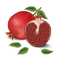 Granatapfel Obst und Granatapfel Schnitt im Hälfte isoliert auf Weiß Hintergrund. Vektor Illustration eps 10.