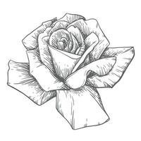 Jahrgang Rose, Blumen- Gravur. viktorianisch Stil Pflanzen, Tinte Zeichnung. skizzieren von ein schwarz und Weiß tätowieren im das alt Schule Stil. botanisch Vektor Illustration.