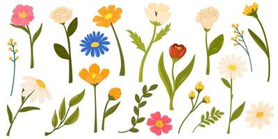 vår blommor uppsättning. vild kamomill, tulpan och Glöm mig inte, blåklint och salvia med löv. blommig botanisk element. blomma av trädgård blomma. vektor tecknad serie illustration