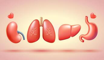 Mensch Organe, Lunge, Magen, Nieren und Leber. 3d Vektor, geeignet zum Spender Tag, Gesundheit und Bildung vektor