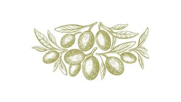 Olive Grün Symbol. Vektor skizzieren von Frucht, Blätter