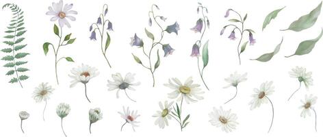 Aquarell Blumen- einstellen mit Kamille, Glockenblumen, Farn. Hand gezeichnet Illustration isoliert auf transparent Hintergrund. Vektor Folge.
