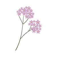 Vektor lila Hortensie Blume Illustration auf Weiß