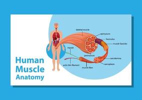 menschliche Muskelanatomie mit Körperanatomie vektor