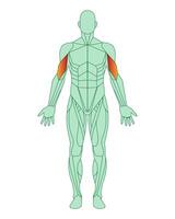 figur av en man med markerad muskler. markerad i röd biceps av vapen eller axlar. manlig muskel anatomi begrepp. vektor illustration isolerat på vit bakgrund.