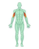 Zahl von ein Mann mit hervorgehoben Muskeln. hervorgehoben im rot Bizeps von Waffen oder Schultern. männlich Muskel Anatomie Konzept. Vektor Illustration isoliert auf Weiß Hintergrund.