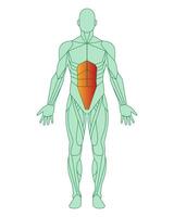 Zahl von ein Mann mit hervorgehoben Muskeln. Körper von Mann mit Bauch Muskeln oder Rectus Bauch hervorgehoben im Rot. männlich Muskel Anatomie Konzept. Vektor Illustration isoliert auf Weiß Hintergrund.