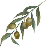 Illustration von ein Aquarell Olive Ast. Grün Oliven auf ein Zweig, hervorgehoben auf ein Weiß Hintergrund. Aquarell Botanik. Olive Ast Aquarell. vektor