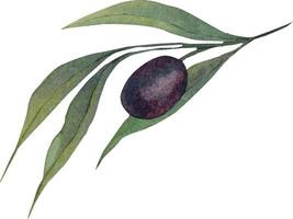Illustration von ein Aquarell Olive Ast. Grün Oliven auf ein Zweig, hervorgehoben auf ein Weiß Hintergrund. Aquarell Botanik. Olive Ast Aquarell. vektor