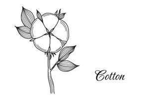 Hand gezeichnet Baumwolle Blume. Jahrgang Gravur Stil. schwarz und Weiß Vektor Illustration