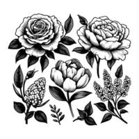 einstellen von Blumen- Hand gezeichnet Stil. Blume Rose, Pfingstrose, Blätter zum Dekoration. schwarz und Weiß Vektor Blumen Illustration