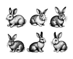einstellen von Kaninchen Illustration. Hand gezeichnet Hase schwarz und Weiß Vektor Illustration. isoliert Weiß Hintergrund