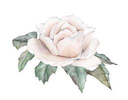 Aquarell Komposition von Weiß Sahne Rosen und Grün Blätter. Hand gezeichnet Illustration Blume isoliert Weiß Hintergrund. Element Hand gemalt natürlich Pflanze Zweige mit ligth Rosa Rose zum Design vektor