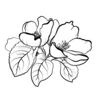 körsbär blommar blomning vektor illustration