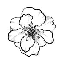 handgemalt Sakura Blume Vektor Illustration