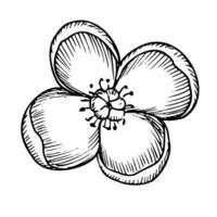 mangostan blomma vektor illustration. hand dragen blommig etsning av exotisk tropisk blomning växt i svart och vit färger. botanisk linjär teckning av asiatisk ört för ikon eller logotyp. bläck gravyr