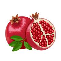 vektor illustration, mogen granatäpple frukt, vetenskaplig namn punica granatum, isolerat på vit bakgrund.