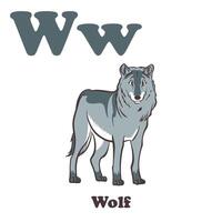 Wolf Alphabet Karikatur Charakter zum Kinder vektor