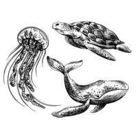 unter Wasser Welt Clip Art mit Meer Tiere Wal, Schildkröte, Qualle. Grafik Illustration Hand gezeichnet im schwarz Tinte. ein einstellen von isoliert Elemente eps Vektor