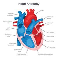 medicinsk vektor illustration infographic diagram av de mänsklig hjärta