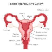 weiblich reproduktiv System Vektor Illustration Grafik Diagramm