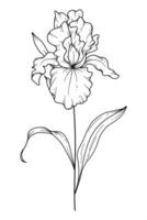 iris blomma linje konst. iris översikt illustration. februari födelse månad blomma. iris översikt isolerat på vit. hand målad linje konst botanisk illustration. vektor