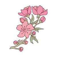 körsbärsblommor på en gren. vektor illustration. konturbild. lager vektor. sakura. vykort. rosa blommor. vit bakgrund.