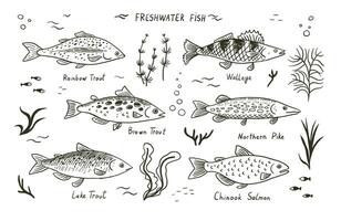 Fluss frisches Wasser Fisch Vektor Abbildungen Satz.