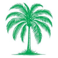 Palme oder Kokosnuss Baum tropisch Grün Blätter. Hand Zeichnung Gekritzel skizzieren Stil Vektor Illustration