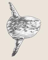 Illustration ritning stil av havsfisk av Charles Dessalines D &#39;Orbigny (1806-1876). Digitalförstärkt från vår egen 1892-upplaga av Dictionnaire Universel D&#39;histoire Naturelle. vektor
