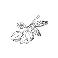 hand dragen skiss macadamia nötter på gren med löv vektor