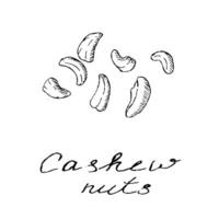 Hand gezeichnet Cashew Nüsse Hintergrund isoliert vektor