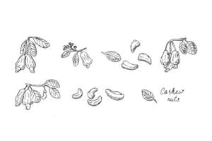 Hand gezeichnet skizzieren von Cashew Nüsse auf Brunch und geschält Nüsse Gliederung vektor