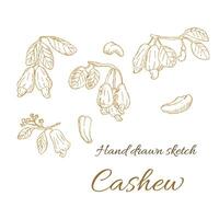 Hand gezeichnet Hintergrund von Cashew Nüsse - - Startseite Vorlage vektor