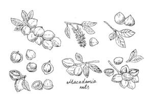 macadamia gren nötter stor uppsättning av hand dragen skiss illustration vektor