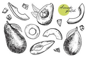 Avocado Scheiben Vektor. Hand gezeichnet skizzieren von reif tropisch Frucht. Stück von geschält frisch Avocado. lecker gesund Essen, Garten Gemüse Umriss. einfarbig Illustration isoliert auf wihte vektor