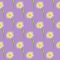 en sömlös mönster av daisy på en lila bakgrund i en vår minimal blommig begrepp, vektor