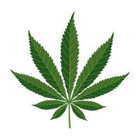 cannabis blad isolerat på vit bakgrund. marijuana blad. illustration, vektor
