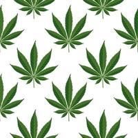 nahtlos Muster von Hanf Blätter. Hintergrund von Cannabis Blätter auf ein Weiß Hintergrund. drucken, Vektor