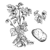 buske av potatis vektor illustration isolerat på vit. buske av rot vegetabiliska bläck översikt hand ritade. knöl potatis svart vit silhuett. för design meny, omslag, Ingredienser av recept, förpackning.